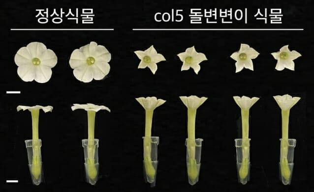 유전자 '콜5'가 개화시기와 향기 물질 발산에 관여하는 것으로 밝혀졌다. 오른쪽 '콜5' 돌연변이에서는 꽃의 개화가 제대로 이루어지지 않았다.(그림=KAIST)