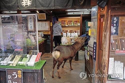 일본 나라현의 가게에 들어간 사슴. AP연합 자료사진