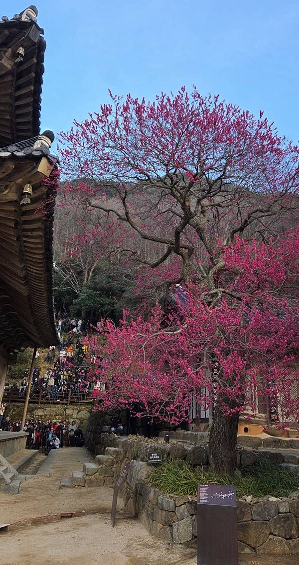 28일 화엄사 홍매화가 상단까지 만개해 절정의 미를 뽐내고 있다.