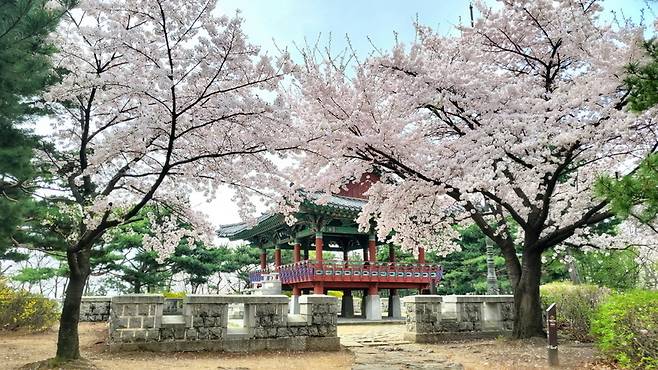 ▲ 일산동구 정발산공원 정상에 만개한 벚나무 전경.