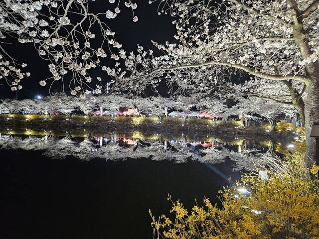 연화지 벚꽃 야경 . 김천시 제공