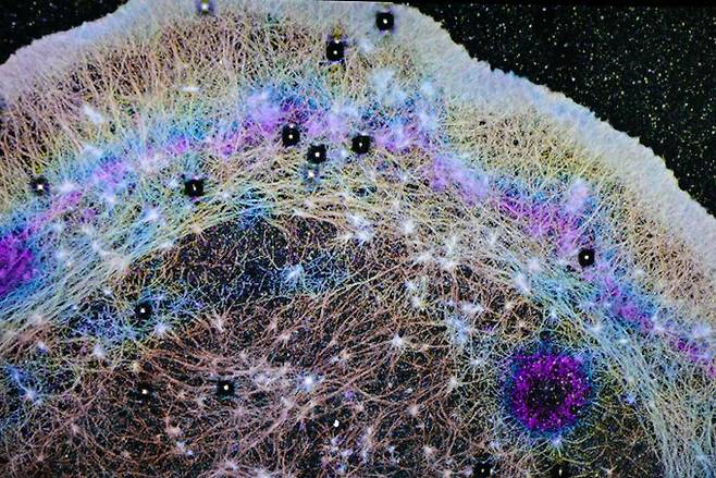 세포 내에서 세포 이동에 관여하는 액틴 단백질(흰색 점)을 3차원 단일 분자 초고해상도 현미경(iPALM)으로 촬영한 사진. 세포 구조는 활발한 유체 흐름이 일어나는 영역과 세포 내부의 나머지 부분을 분리하는 벽과 같은 장벽을 형성한다. OHSU/Christine Torres Hicks 제공