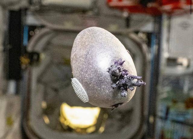 미국 항공우주국(NASA·나사)의 최고령 우주비행사 도널드 페팃이 21일 사회관계망서비스를 통해 공개한 '궤도 감자'. 영화 '에일리언'에 나오는 외계생명체 '제노모프'의 알이 부화하는 모습을 연상케 한다. 인스타그램 캡처