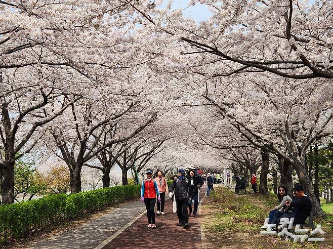 부산 사상구 삼락생태공원에 벚꽃이 만개하자 시민들이 봄을 맘껏 즐기고 있다. 정혜린 기자