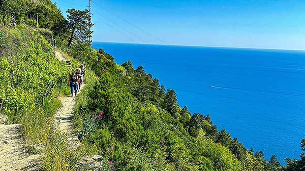 마나롤라로 향하는 길. 포도밭 사이로 난 트레일 옆으로 지중해가 길게 펼쳐진다.