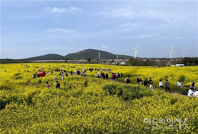 사진은 2023년 개최된 서귀포유채꽃축제 모습. (사진=서귀포시)