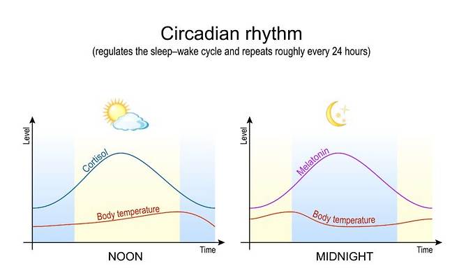 생체시계(circadian rhythm)에 따라 하루 동안 체온, 코르티솔, 멜라토닌 분비가 시간대별로 변하는 과정을 나타낸 그래프. 사람의 생체시계는 뇌 시상하부의 시교차상핵(SCN)을 중심으로 빛 신호를 받아 수면과 각성 리듬을 조절한다. 사진=게티이미지뱅크