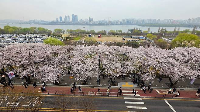 사람 없는 벚꽃길이 진짜다 — 2026 전국 숨은 벚꽃 명소 7선 벚꽃길 산책