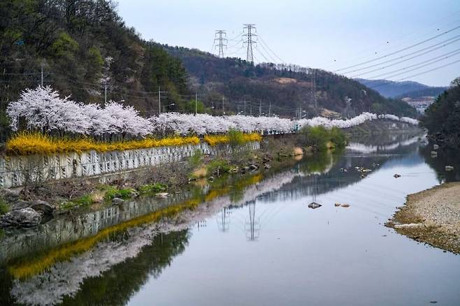 초월읍 도평리 벚꽃. 경기 광주시 제공