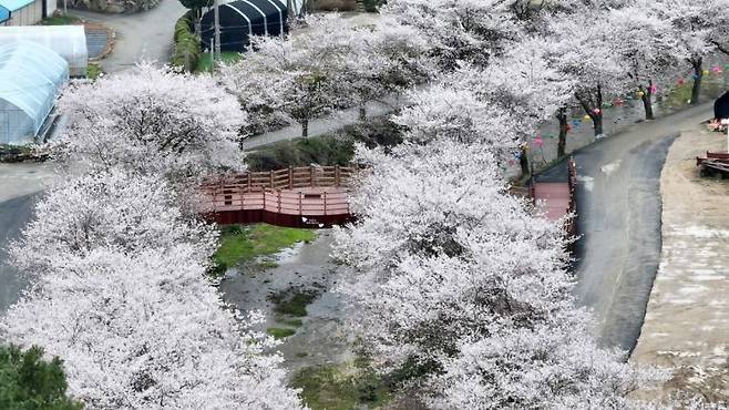 남종면 벚꽃길. 경기 광주시 제공