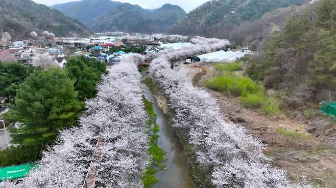 남종면 벚꽃길. 경기 광주시 제공