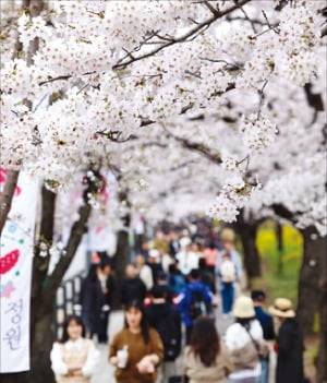 벚꽃이 예년보다 일찍 핀 서울 여의서로. /최혁 기자