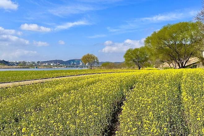 나주시가 영산강 둔치 일원에 대규모 유채꽃 단지를 조성해 봄맞이 방문객들을 맞이한다. / 사진=나주시 제공