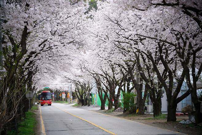 광주시 벚꽃길. 사진=광주시 제공