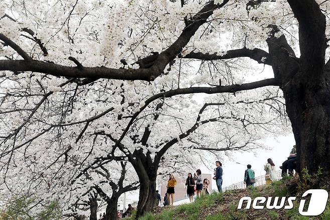청주 무심천 벚꽃.(자료사진)