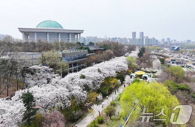 '여의도 봄꽃축제'가 시작된 3일 서울 여의서로 일대에 벚꽃이 만개해 있다. 2026.4.3 ⓒ 뉴스1 최지환 기자