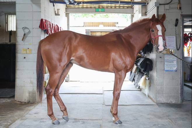 치프스타. 사진=한국마사회