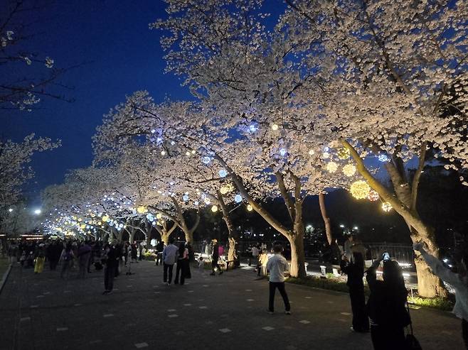 지난해 4월 경기 과천시 서울대공원을 찾은 시민들이 호숫가 둘레길에 활짝 핀 벚나무 옆을 지나며 밤의 정취를 즐기고 있다. 서울시 제공