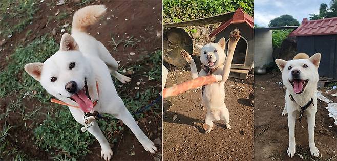 귀여운 백구. ⓒ유재연