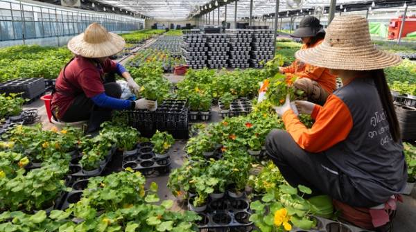 한 화훼농장에서 이주노동자들이 작업하는 모습. /연합뉴스
