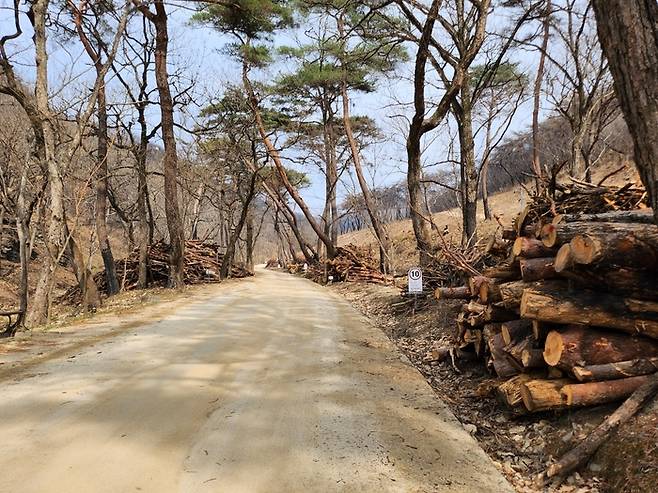산불 피해를 입은 고운사 진입로 양옆에 벌목된 나무들이 쌓여 있다.