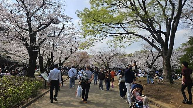 지난달 30일 도쿄 신주쿠 요요기 공원에 꽃구경하러 몰린 사람들. 전진영 기자.