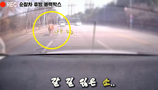 지난 1일 오후 충남 아산의 한 축사에서 탈출한 소 한마리가 도로 위를 질주하고 있다./사진=유튜브 채널 '대한민국 경찰청' 캡처