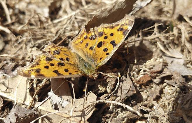 월동 형 네발나비. (사진 이강운 대기자)/뉴스펭귄