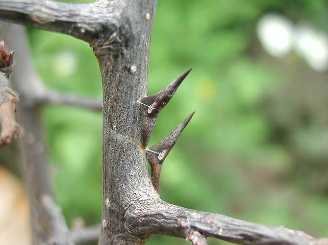 갈구리나비 번데기. (사진 이강운 대기자)/뉴스펭귄