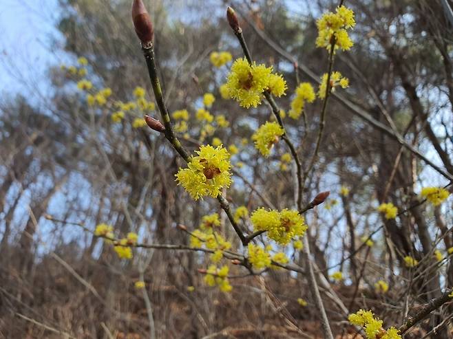 생강나무. (사진 이강운 대기자)/뉴스펭귄
