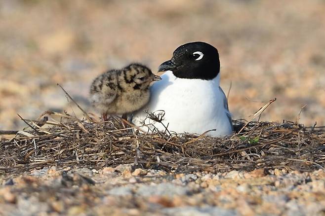 어린 검은머리갈매기와 어미의 정감이 교차한다.