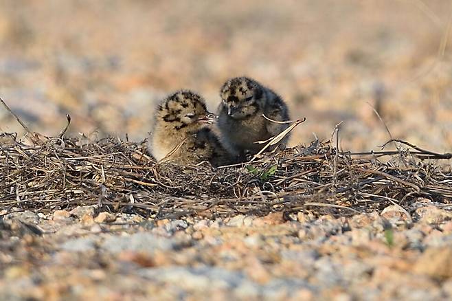 다정한 검은머리갈매기 새끼 형제.