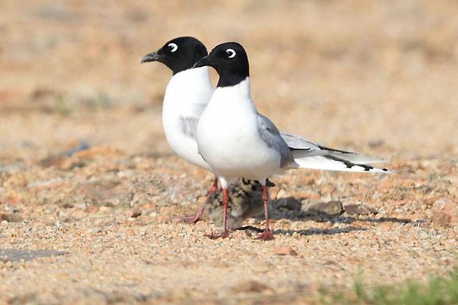둥지 밖으로 벗어난 새끼를 어미 검은머리갈매기가 에워싸듯 지키며 보호한다. 새끼의 솜털은 주변 환경과 어우러지는 보호색이라 쉽게 눈에 띄지 않는다.