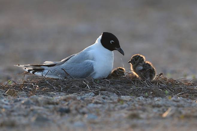 둥지 밖에 있던 새끼 한 마리도 다급한 듯 어미 곁으로 바짝 다가선다.