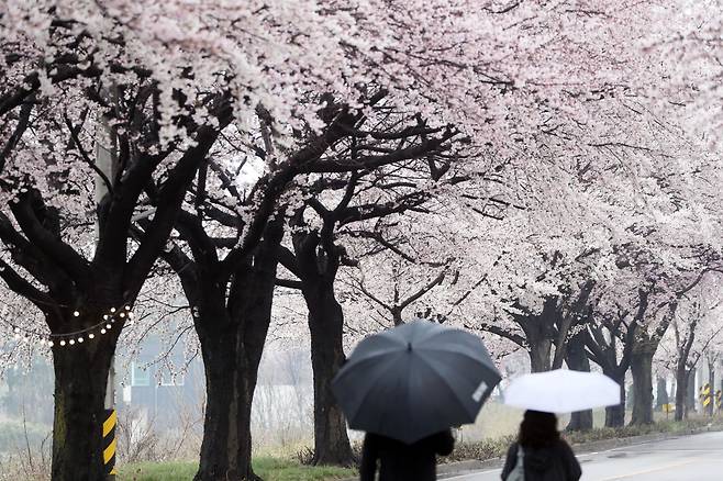 4일 벚꽃 축제가 열리고 있는 강원 양양군 양양읍 송암리 일원을 시민과 관광객들이 우산을 쓰고 걷고 있다. 연합뉴스