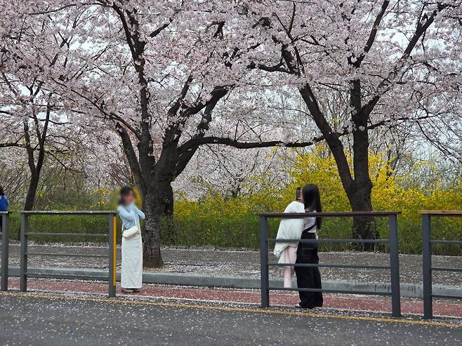 외국인 관광객이 벚꽃을 배경으로 사진을 남기고 있다. /사진=이정우 기자