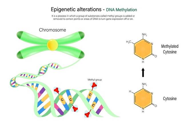 DNA 메틸화는 DNA에 화학적 표지가 추가되는 과정으로, 세포의 상태와 조직별 특성을 반영하는 신호로 활용된다. 혈액 속 DNA 메틸화 패턴을 분석하면 장기 이상이나 질환 단서를 포착할 수 있다. 사진=게티이미지뱅크