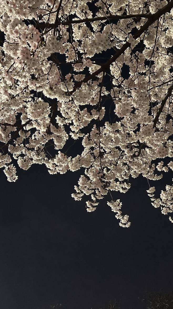 올려다보니 벚꽃입니다. 다 적어두지 못한 장면들이 저렇게 남아 있나 싶습니다. 올려다보고, 내려다보며 아직 말이 되지 않은 것들, 시가 되기 전의 장면들을 적어둡니다. 2026년 3월 서울 동대문구 장안동 벚꽃길. 박은지 제공