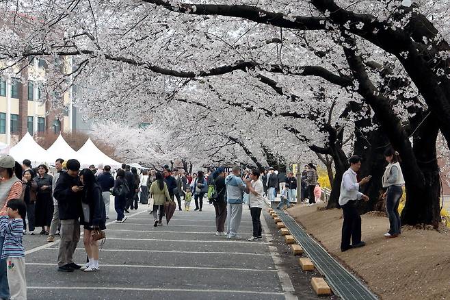 ▲ 평택대학교 벚꽃 소풍 축제가 매년 규모를 확대하며 지역과 대학이 함께 만들어가는 대표적인 봄 축제로 자리매김하고 있다. 나들이 나온 가족들로 북적이고 있는 가운데 삼삼오오 모여 사진을 쯕으며 봄꽃을 만끽하고 있다. /오원석 기자 wonsheok5@incheonilbo.com