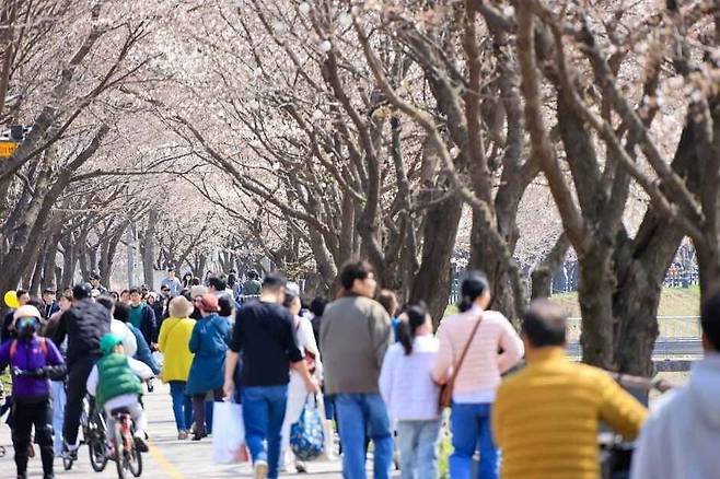 남한강을 따라 펼쳐진 갈산공원 산책로에 만개한 벚꽃을 보며 관광객들이 갈산 누리봄 축제를 즐기고 있다.