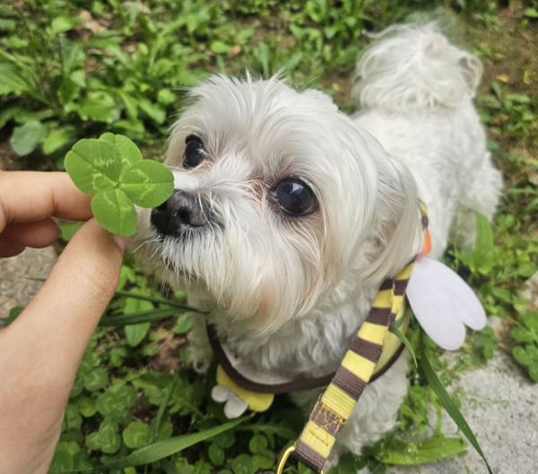 반려동물 의료서비스 관련 자료 사진 <성남시 제공>