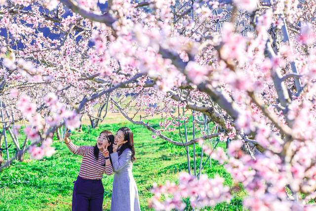 청도를 찾은 방문객이 청도 전역에 만개한 복사꽃 들녘을 걸으며 사진을 찍고 있다. 청도군 제공