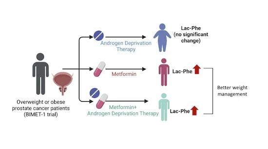전립선암 환자를 대상으로 한 BIMET-1 임상시험 개요. 연구진은 메트포르민 투여군에서 운동 관련 대사물질인 N-락토일-페닐알라닌 증가가 나타났다고 설명했다. 논문 캡처