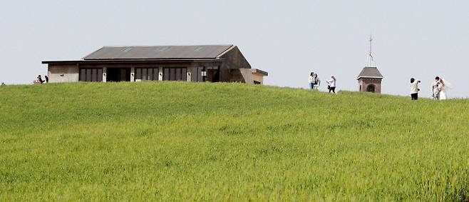 보령시 천북면에 위치한 청보리 밭은 최우식·김다미 주연의 드라마 ‘그해 우리는’ 촬영지로 유명하다.