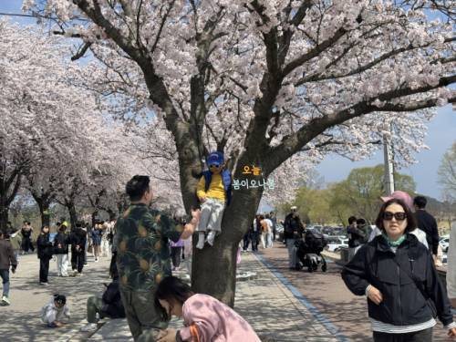 ◇양양군이 주최하고 양양문화재단이 주관해 지난 4일과 5일 송이조각공원 일원에서 열린 ‘2026 양양 남대천 벚꽃축제’에 약 3만 명의 방문객이 찾으며 성황리에 마무리됐다.