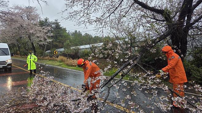 9일 오전 10시38분께 서귀포시 대포동에서는 강풍에 가로수가 부러져 소방당국이 안전 조치에 나섰다. 사진 제공=제주소방안전본부