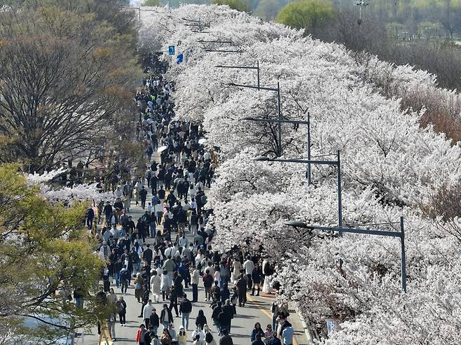 ▲지난 5일 여의도 봄꽃축제가 열린 서울 여의도에 상춘객이 몰려 만개한 벚꽃을 즐기고 있다. (사진=연합뉴스)