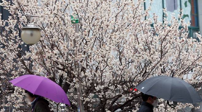 절기상 춘분을 이틀 앞두고 봄비가 내린 지난달 18일 부산 부산진구의 한 주택가에서 시민이 우산을 쓴 채 활짝 핀 벚꽃 나무 아래를 지나고 있다. (사진=뉴시스)