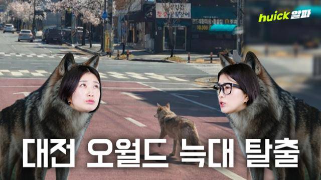 대전 사정동 오월드 사파리에서 탈출한 수컷 늑대 '늑구'가 9일 현재까지 포획되지 않아 관계당국이 이틀째 수색을 이어가고 있다.