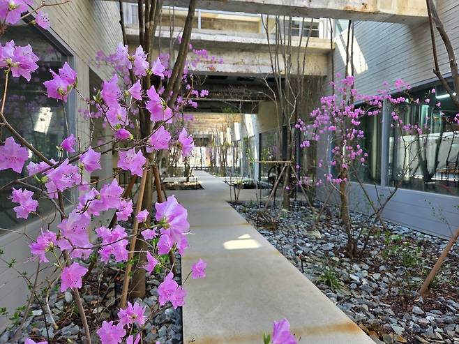 ▲박봉담 중앙정원에 진달레가 피어 있다. 사진=송민규 기자